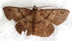 Petelia delostigma