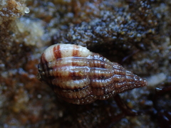 Tritia incrassata