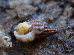 Tritia incrassata
