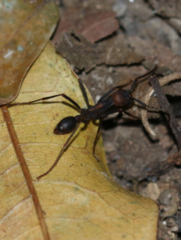 Eciton burchellii parvispinum