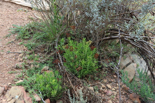 Crassula mollis