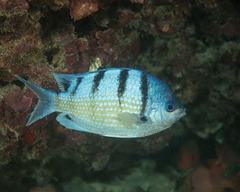 Abudefduf abdominalis