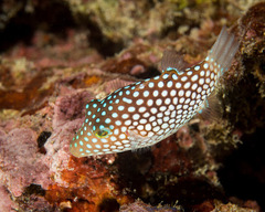 Canthigaster jactator