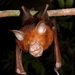 Giant Leaf-nosed Bat - Photo (c) COLOMBO Raphaël, some rights reserved (CC BY-NC), uploaded by COLOMBO Raphaël