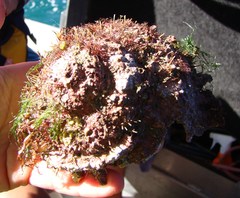 Astraea heliotropium