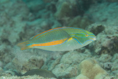 Stethojulis balteata