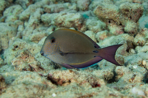 Dusky Surgeonfish