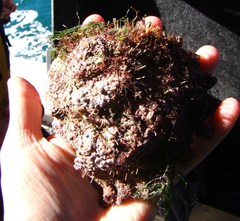 Astraea heliotropium