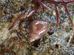 Tricolia pullus