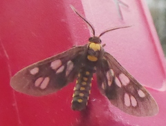 Eressa confinis