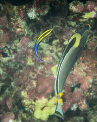 Labroides phthirophagus