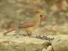 Cardinalis cardinalis