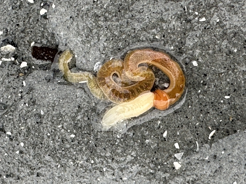 Virginia Acorn Worm from York River, Yorktown, VA, US on August 4, 2023 ...