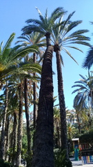Arecaceae