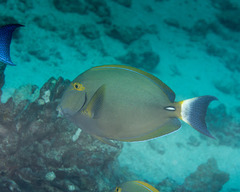 Acanthurus dussumieri