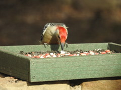 Melanerpes carolinus
