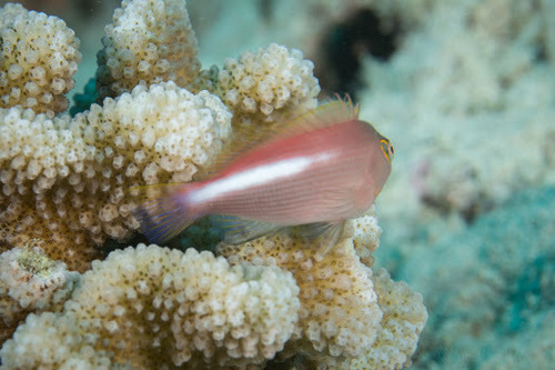 Arc-eye Hawkfish