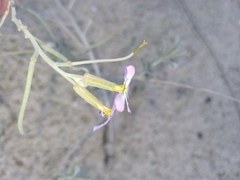 Malcolmia littorea