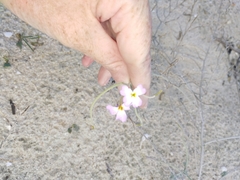 Malcolmia littorea