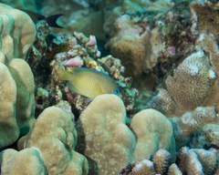 Plectroglyphidodon johnstonianus