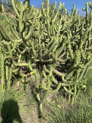 Austrocylindropuntia