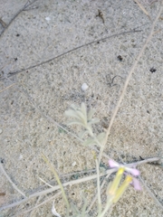 Malcolmia littorea