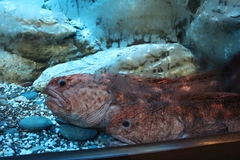 Bering Wolffish photo 4