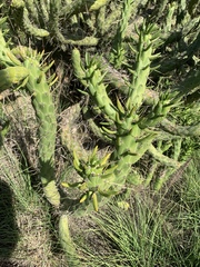 Austrocylindropuntia