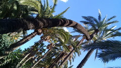 Arecaceae