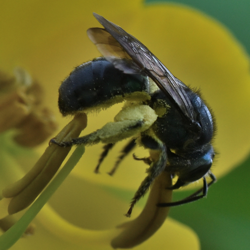 Pseudaugochlora sordicutis