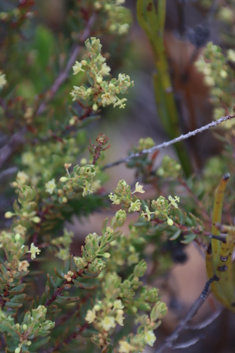 Clutia polifolia (Clutia polifolia)