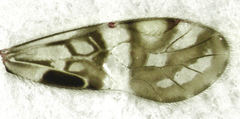 Zelandopsocus formosellus