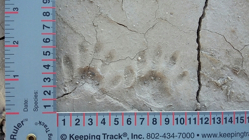 Common Raccoon, photo 6 of 10
