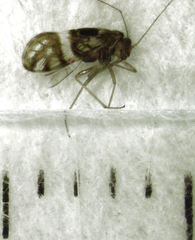 Zelandopsocus formosellus