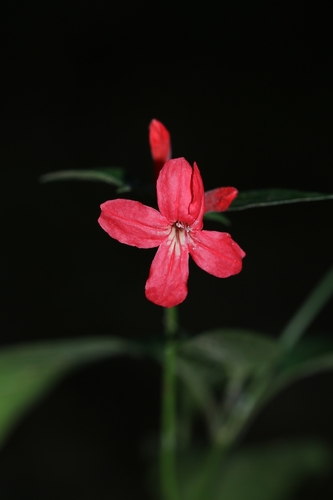 Ruellia fulgida