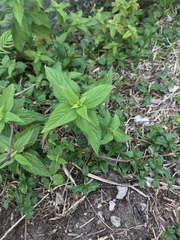 Boehmeria cylindrica image