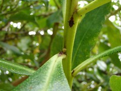 Chinamiris aurantiacus