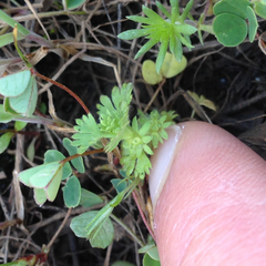 Alchemilla occidentalis