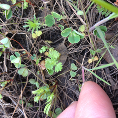 Alchemilla occidentalis