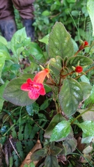 Kohleria inaequalis