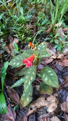 Kohleria inaequalis