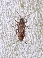 Arocatus longiceps