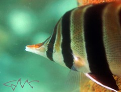 Chelmonops truncatus