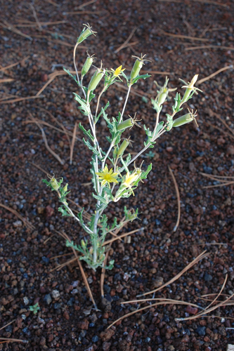 Sunset Crater blazingstar (Mentzelia collomiae)