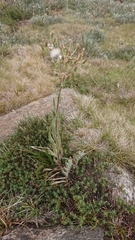 Senecio gunnii