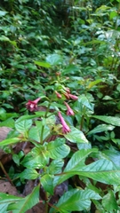 Fuchsia nigricans