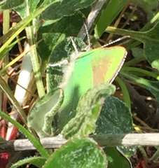 Callophrys viridis