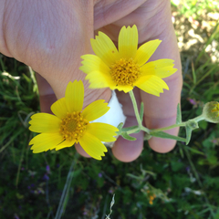 Monolopia lanceolata