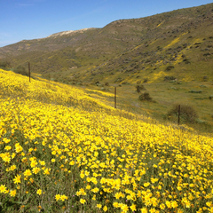 Monolopia lanceolata
