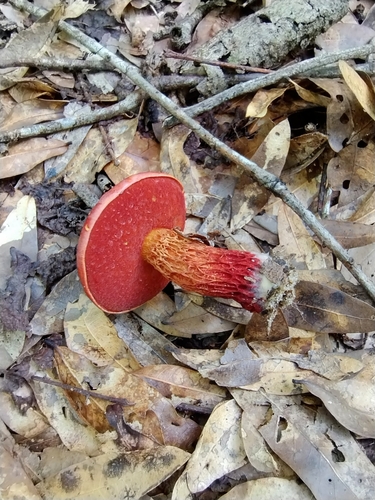 Butyriboletus frostii image